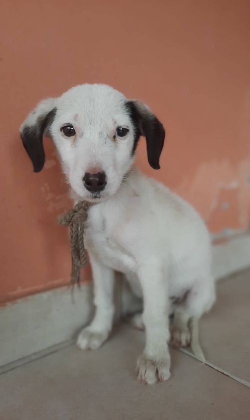 მეტისი სასომხეთის საზღვრიდან რამდენიმე კილომეტრში იპოვნა