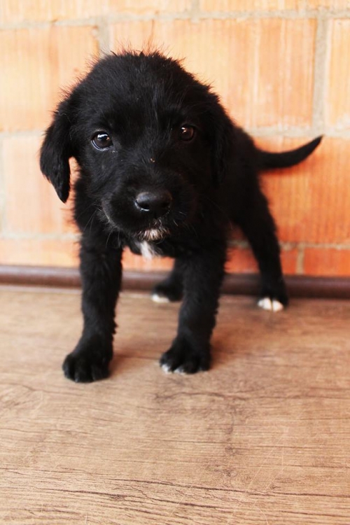 მეტისი უსახელო