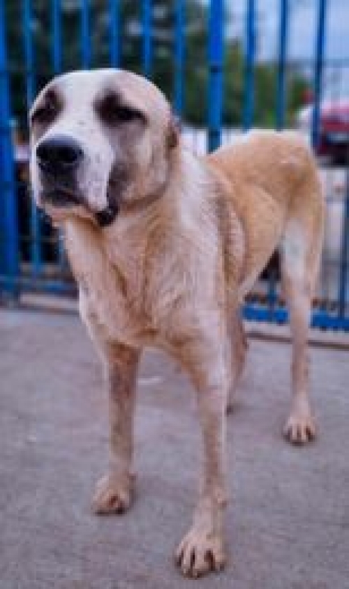 აზიური ნაგაზი გადმოყვანილია მუნიციპალური თავშესაფრიდან