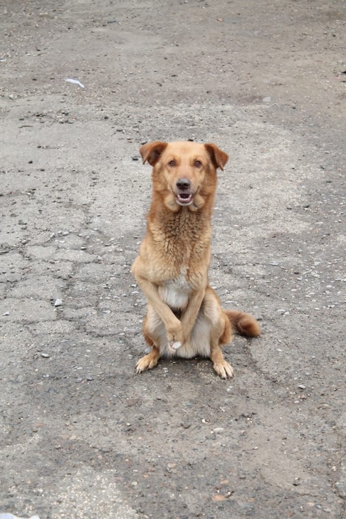 მეტისი კენგურუ