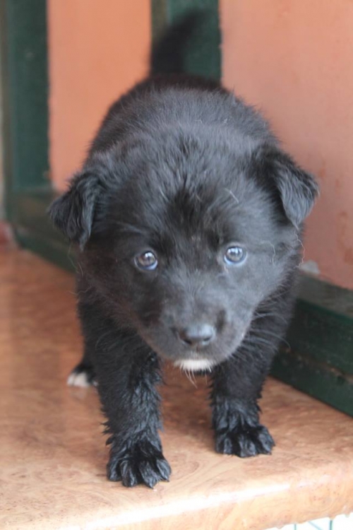 მეტისი უსახელო