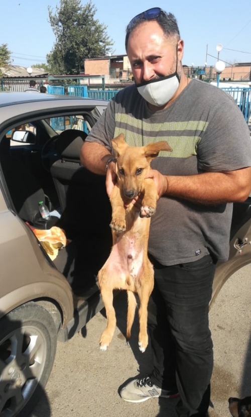 მეტისი გორი