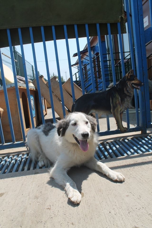 მეტისი უსახელო