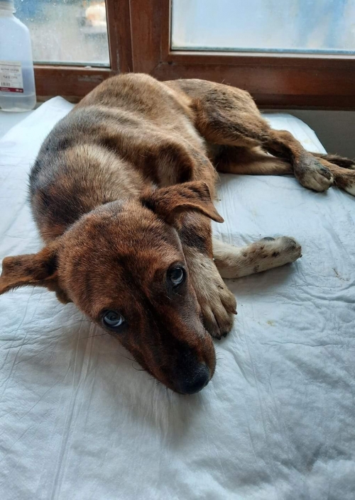 მეტისი თელავი