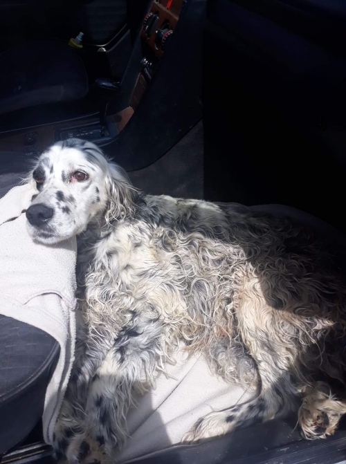 მეტისი ლედი