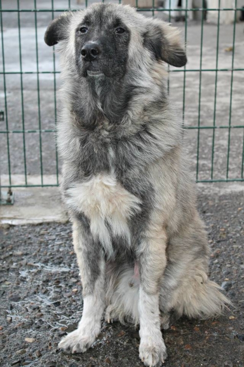 მეტისი ჯესი