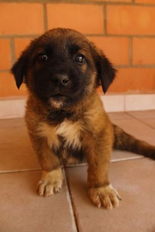 ქართული ქოფაკი უსახელო