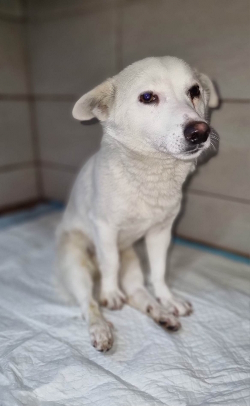 მეტისი ორთაჭალა