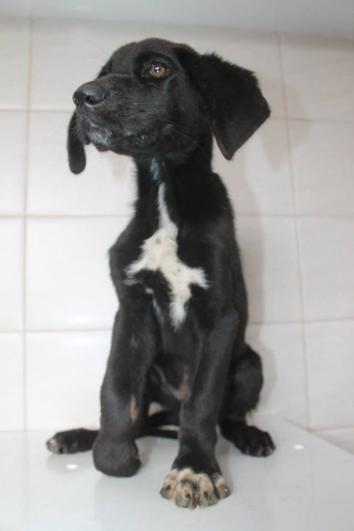 მეტისი უსახელო