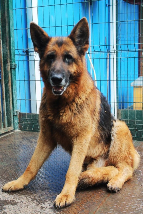 გერმანული ნაგაზი უსახელო