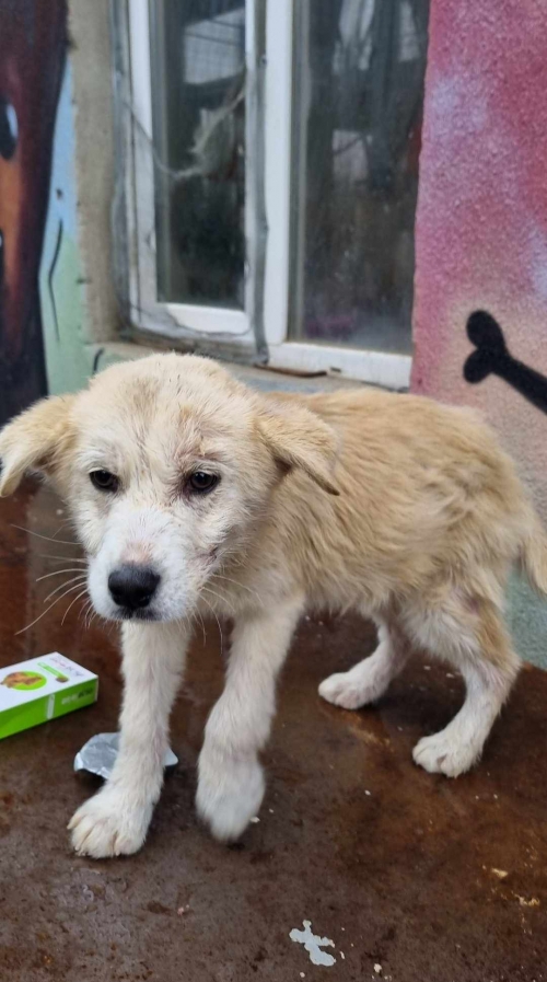 მეტისი კახეთის გზატკეცილი