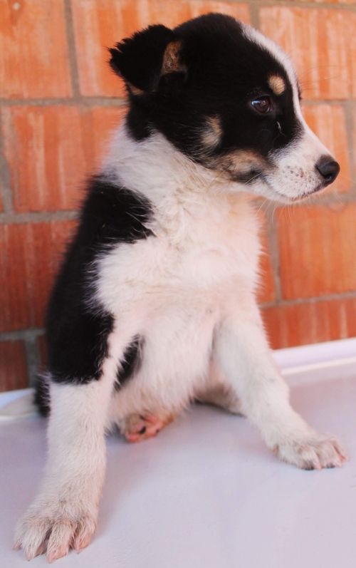 მეტისი უსახელო