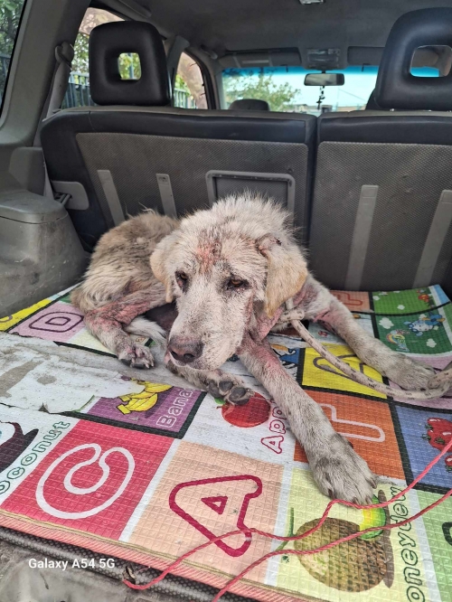 ქართული ქოფაკი ტყიბული