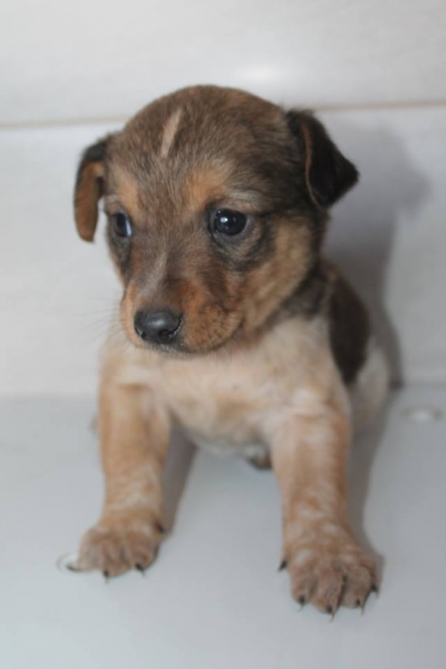 ბალონკის მეტისი უსახელო