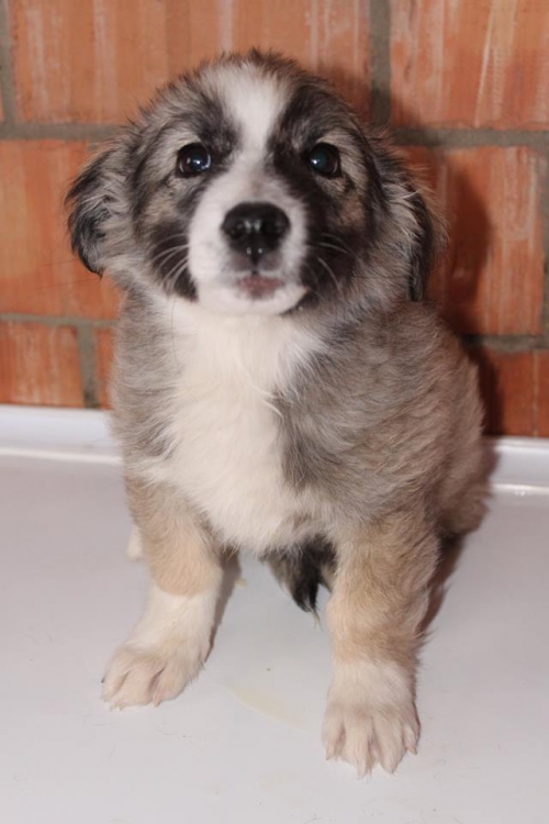 მეტისი უსახელო