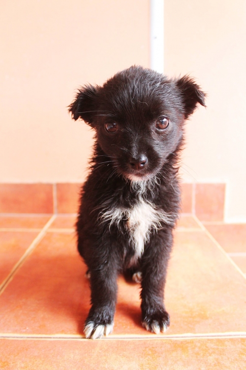 მეტისი უსახელო