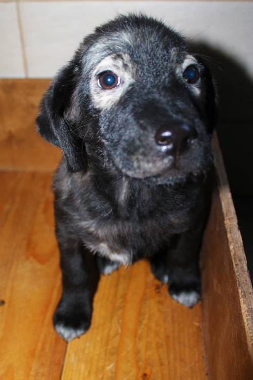 მეტისი უსახელო