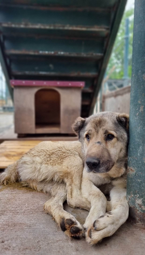 ქართული ქოფაკი მცხეთის გზა