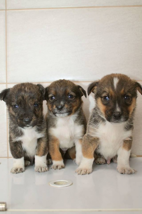 მეტისის ლეკვები უსხაელო