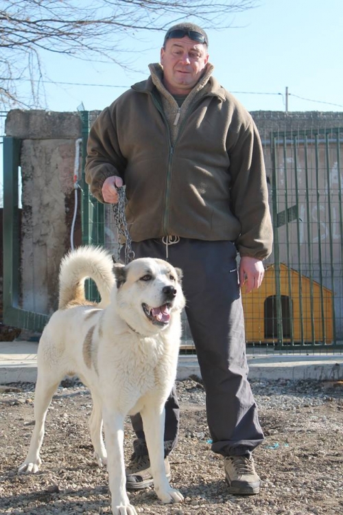 ქართული ნაგაზი ტობი