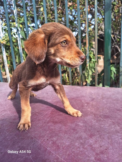 მეტისი ბირთვისის აგარაკები