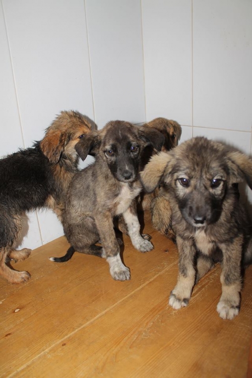 ქართული ქოფაკი უსახელო