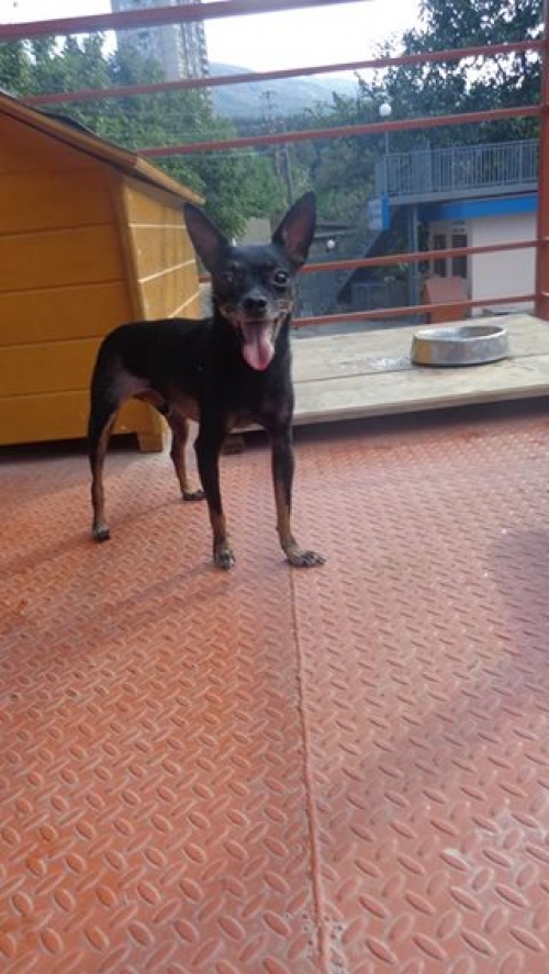 ტოი ტერიერ ფილი