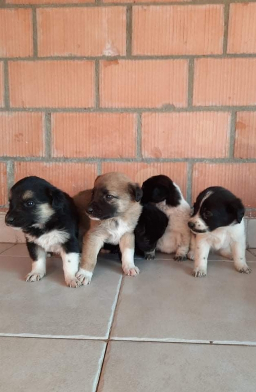 მეტისი ნაპოვნია ლაგოდეხში