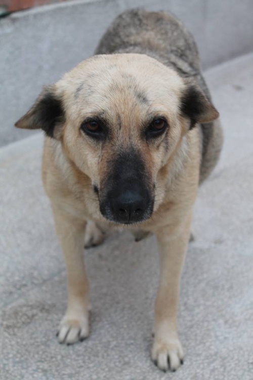 მეტისი ბელკა