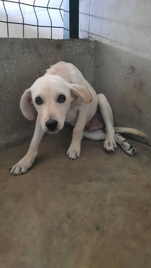 მეტისი მოსკოვის პროსპექტი 29 ბ