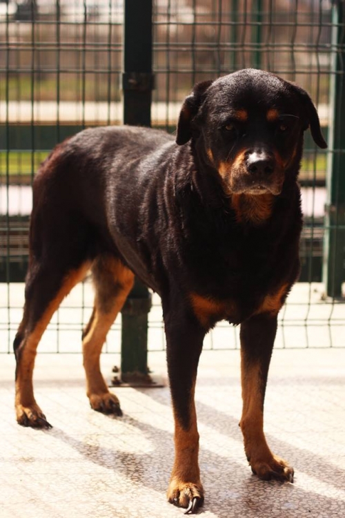 როტვეილერი ელიზაბეტი