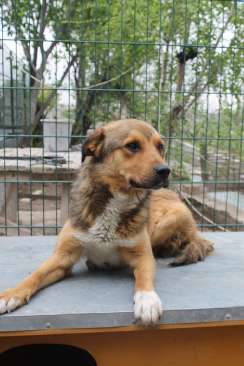 მეტისი უსახელო