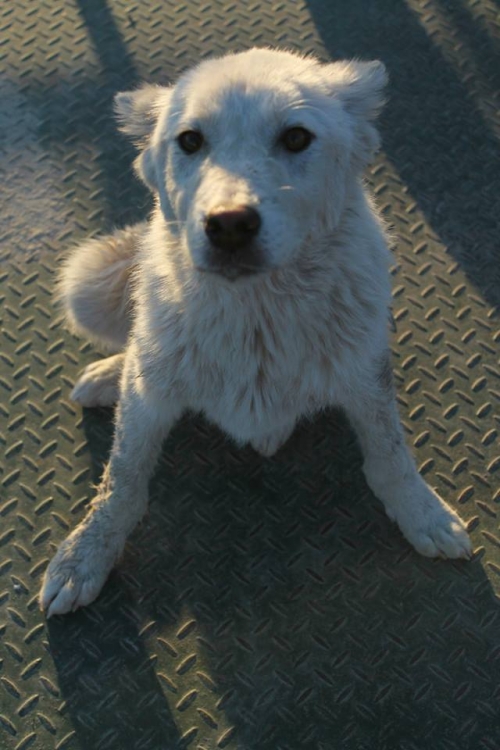 მეტისი უსახელო