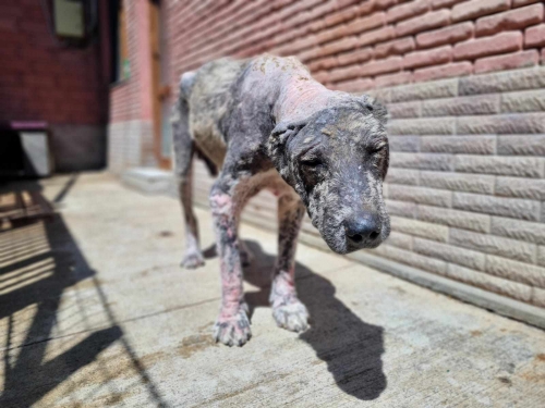 ქართული ნაგაზი სოფელი აღაიანი