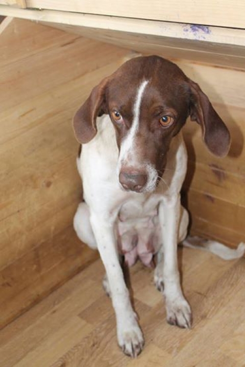 პოინტერის მეტისი უცნობი