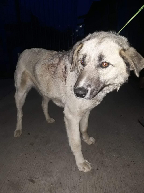 მეტისი ხაშური