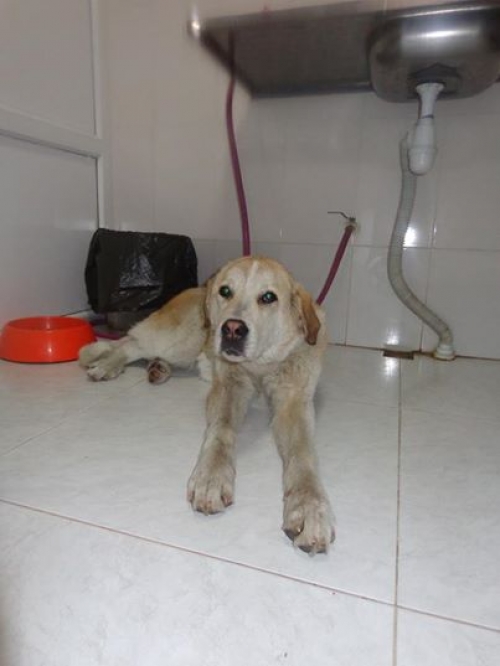 ლაბრადორის მეტისი უსახელო