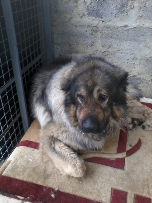 ქართული ნაგაზი ბომბორა