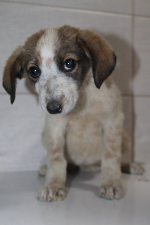 მეტისი უსახელო