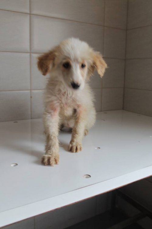 მეტისი უსახელო