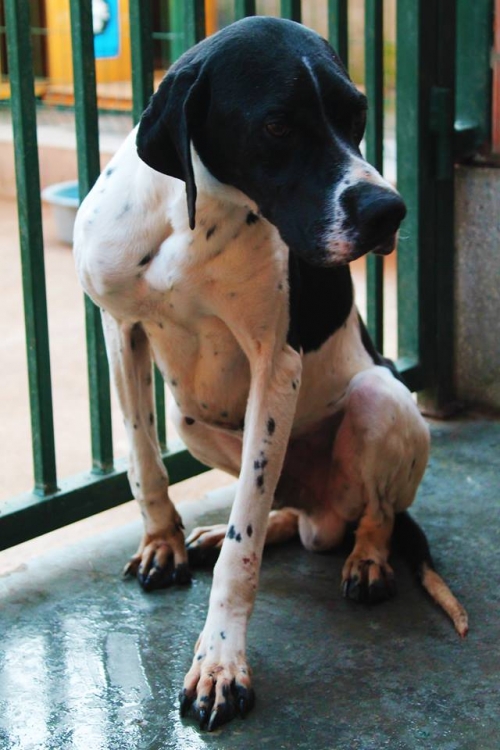 პოინტერი უსახელო