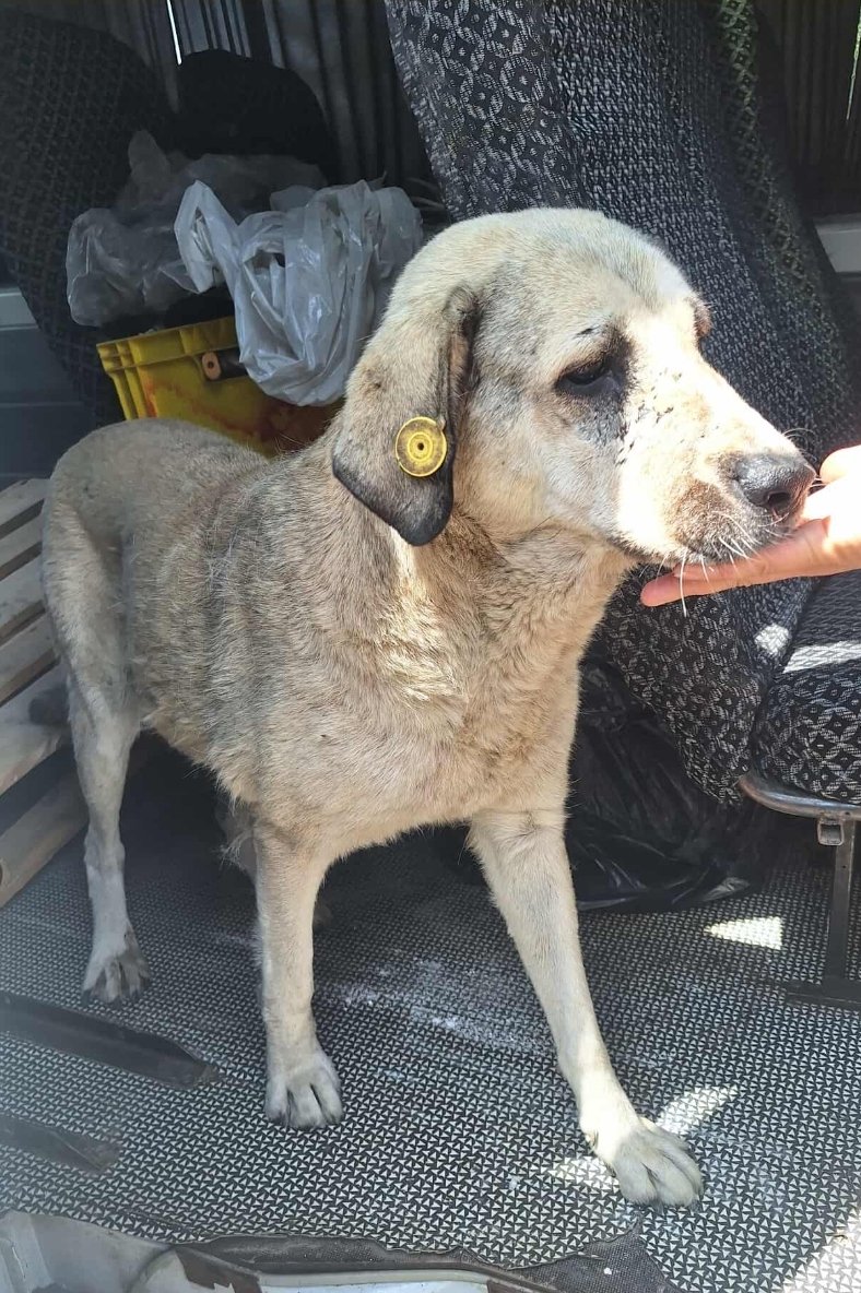 მეტისი. კაირო ტექ. ინსპექტირება