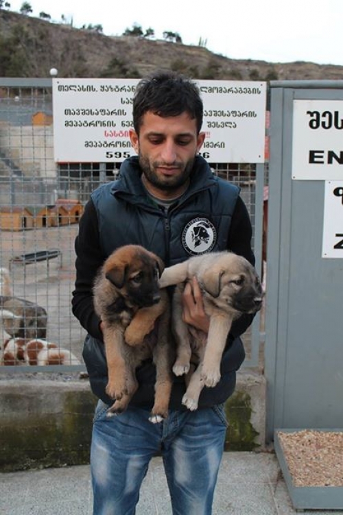 მეტისი უსახელო