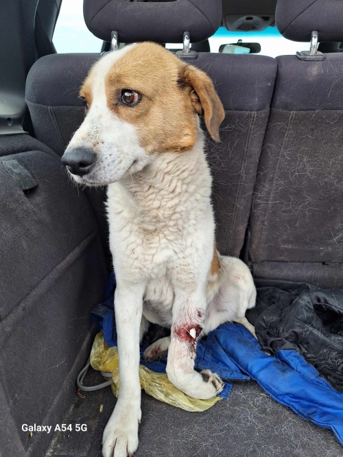 მეტისი დუშეთის რაიონი სოფელი ჭოპორტი