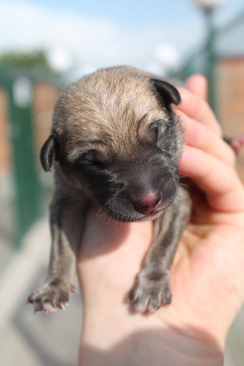 მეტისი უსახელო