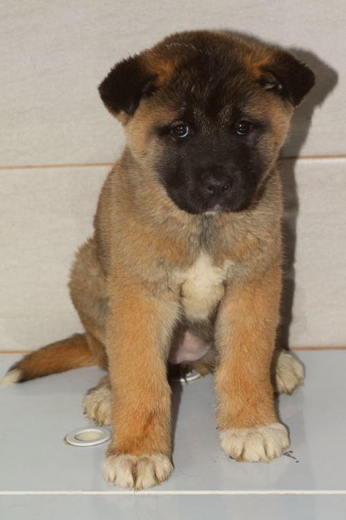 აკიტას მეტისი უსახელო