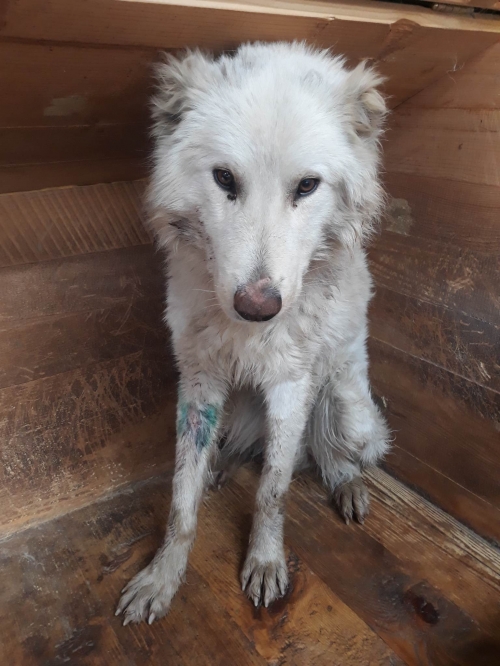 ქართული ქოფაკი ვაზისუბანი საბაგიროს თან იპოვეს