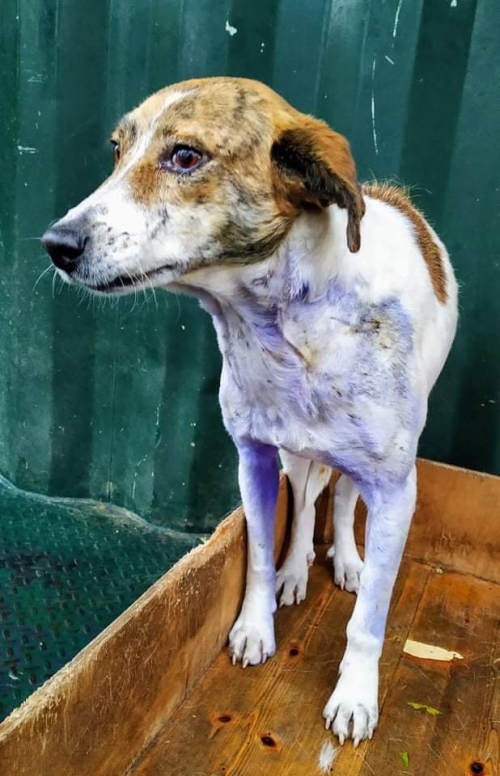 მეტისი უსახელო