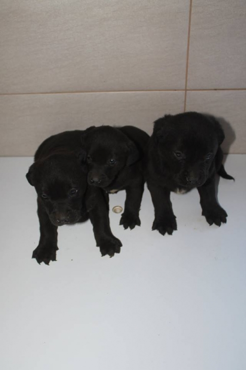 ლაბრადორის მეტისი უსახელო