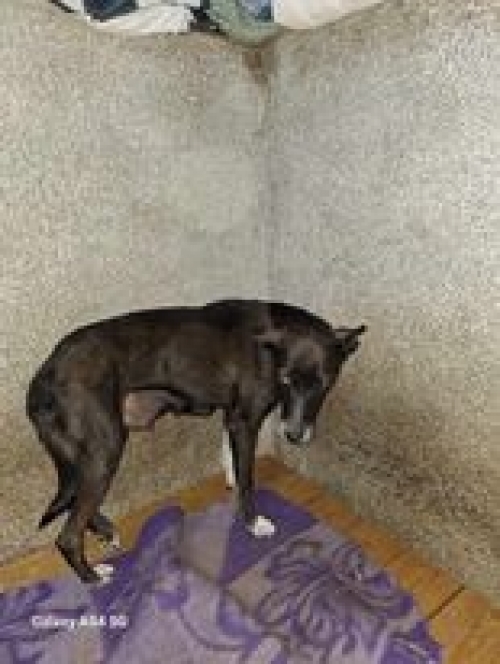 მეტისი მის. დიდიდიღომი ფარნავაზა მეფის 26 ნომერთან მიკედლებული ყავთ ლაქი